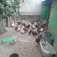 مرغ خروس محلی و گلینی|حیوانات مزرعه|کردکوی, |دیوار