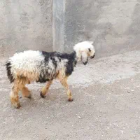 بره نر سبک