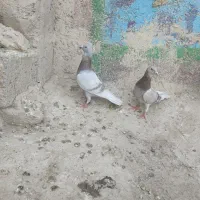 مرغ عشق