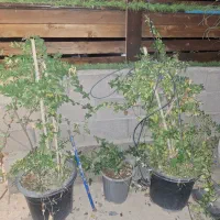 گل یاس|گل و گیاه طبیعی|پاکدشت, پاکدشت (مامازند)|دیوار