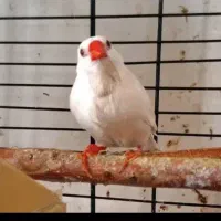 فنچ کرواتی مولد|پرنده|تهران, دبستان|دیوار