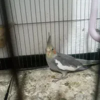 عروس هلندی|پرنده|رانکوه, |دیوار