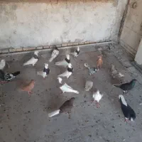 دسته رنگی|پرنده|اهواز, شهرک حفاری|دیوار