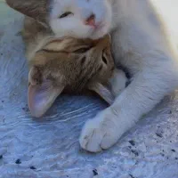 گربه|گربه|بوکان, |دیوار