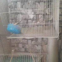 ۳عدد قفس سایز بزرگ به همراه ۱عدد جوجه پران