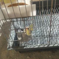 دوجفت عروس هلندی مولد|پرنده|کبودرآهنگ, |دیوار