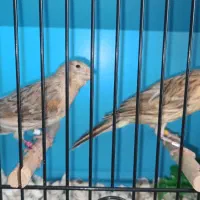 قناری جوجه جوان و شاداب اوپال قیمت مفت مقطوع
