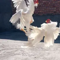 2 خروس لاری اصل