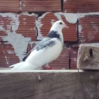 کفتر|پرنده|قرق, |دیوار