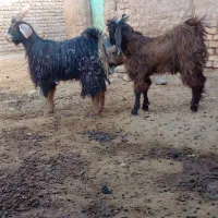 تکشاد روشاخ اخته جلو رو|حیوانات مزرعه|تایباد, |دیوار