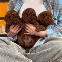 سگ توله توی پودل ۷۲ روز وارداتی|سگ|تهران, سعادت‌آباد|دیوار