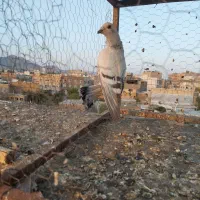 دوتا کفتر صید گرفتنی|پرنده|تربت‌حیدریه, حسنی بالا|دیوار
