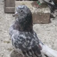 کبوتر تکپر سروردم سفید