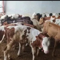 نمونه فروشی بندر ترکمن