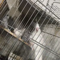 عروس هلندی آلبینو سفید ایزابلا و سفید خال خالی|پرنده|آبدانان, |دیوار