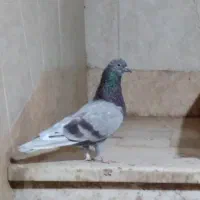 کبوتر پرشی|پرنده|قم, کاسه گران|دیوار