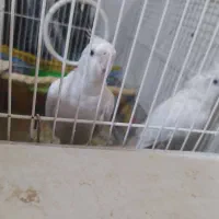 عروس هلندی البینو|پرنده|مشهد, شهید قربانی|دیوار