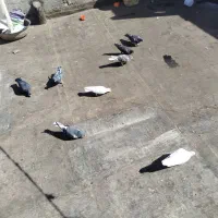 کفتر|پرنده|مشهد, بهمن|دیوار