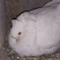 کبوتر کاکولی سفید