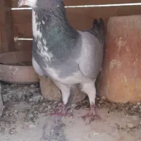 نر خرقه