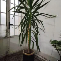 گل یوکا و زاموفولیا