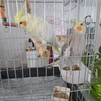 عروس هلندی