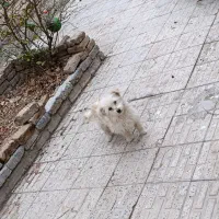 پاکوتاه ماده