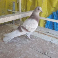 کبوتر خال پیس