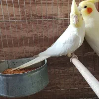 عروس هلندی|پرنده|اصفهان, کوی امیریه|دیوار