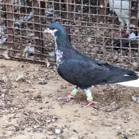 شهری سیاه نر|پرنده|برازجان, |دیوار