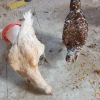 مرغ محلی وگلین به شرط تخم و جوجه