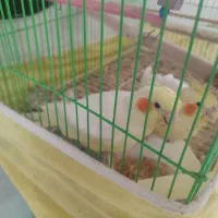 فروش یا معاوضه طوطی عروس