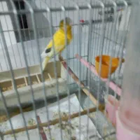 قناری نر مست مست|پرنده|بروجرد, |دیوار