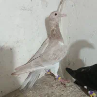 کبوتر|پرنده|قزوین, |دیوار