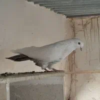 کفتر|پرنده|سنندج, |دیوار