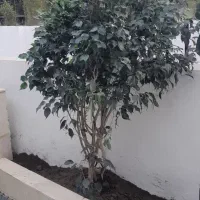 اجرای فضا سبز برای ویلا وشهرک ها