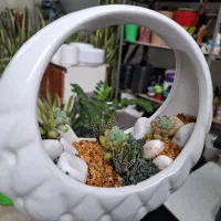 گل ،دیش گاردن|گل و گیاه طبیعی|نیشابور, شهرک ولیعصر|دیوار