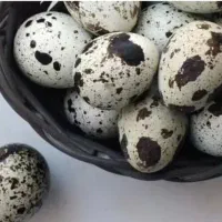 تخم بلدرچین خوراکی