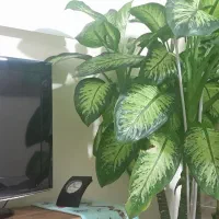 گل طبیعی دئفین باخیا