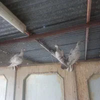 هفترنگ خطی|پرنده|محمدیه-قزوین, |دیوار