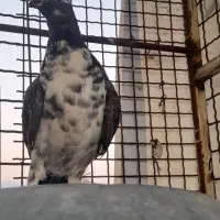 کبوتر سینه سفید نر|پرنده|شنبه و طسوج, |دیوار