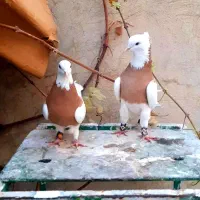 فروش چند جفت طوقی جوانه|پرنده|یاسوج, |دیوار