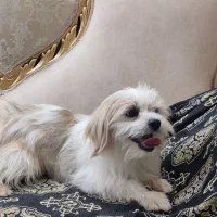 جنیفر و تیاگو...|سگ|قم, زنبیل آباد|دیوار