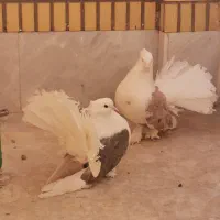 کبوتر چتری دوکت|پرنده|قم, بکایی|دیوار