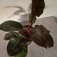 فروش انواع گل و گیاه آپارتمانی|گل و گیاه طبیعی|خاش, |دیوار