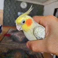 طوطی عروس با قفس|پرنده|رشت, عینک|دیوار