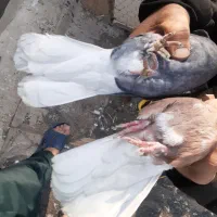 کبوتر دمسفید