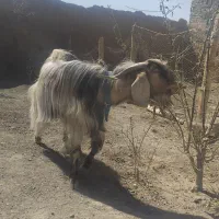 بزغاله