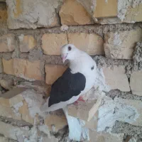 کفتر پشت سیا نر
