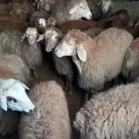 فروش ویژه گوسفند